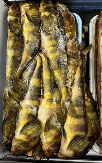 Лот: 21096175. Фото: 1. Терпуг королевский, Курилы. Икра, рыба, морепродукты