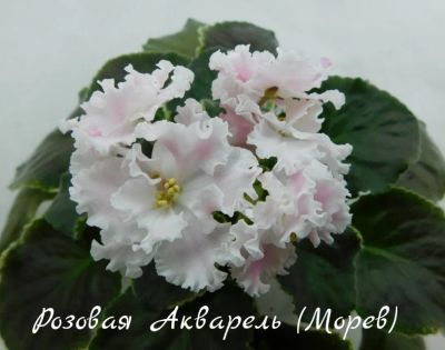 Лот: 5251793. Фото: 1. Продам детку сортовой фиалки Розовая... Горшечные растения и комнатные цветы