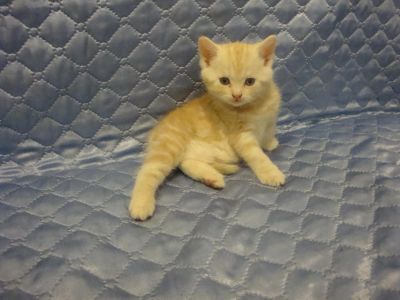 Лот: 4093349. Фото: 1. Котик британец. Кошки, котята