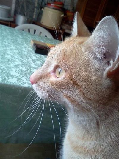 Лот: 1815778. Фото: 1. Молодой рыжий котик "Масик". Кошки, котята