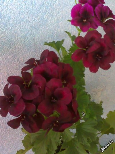 Лот: 5468224. Фото: 1. Пеларгония Королевская бордовая-черенок... Горшечные растения и комнатные цветы