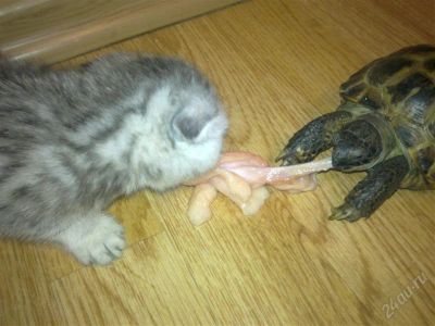 Лот: 3706804. Фото: 1. Шотландские вислоухие котятки... Кошки, котята