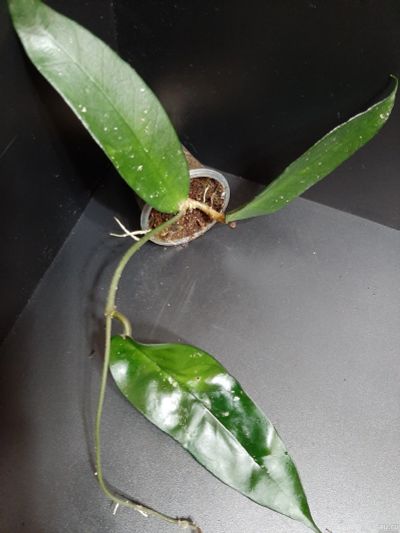 Лот: 18267886. Фото: 1. Хойя-Hoya sp. Lai Chan Forest. Горшечные растения и комнатные цветы