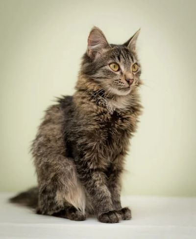 Лот: 6354345. Фото: 1. Котик. Кошки, котята