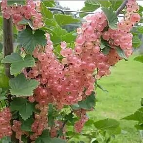 Лот: 9493394. Фото: 1. Смородина мускат розовый. Ягоды