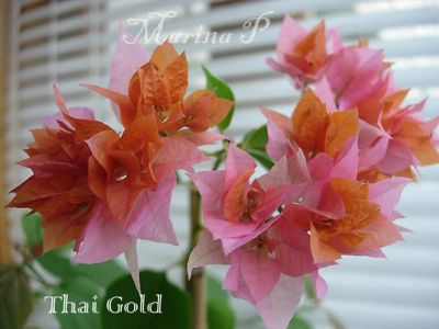 Лот: 9918196. Фото: 1. Бугенвиллия Thai Gold. Горшечные растения и комнатные цветы