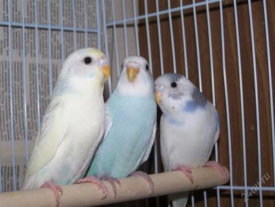 Лот: 1930884. Фото: 1. Птенцы волнистых попугаев. Птицы