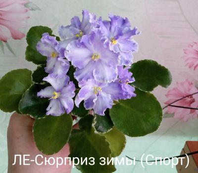 Лот: 15857970. Фото: 1. Фиалка ЛЕ-Сюрприз зимы (спорт... Горшечные растения и комнатные цветы