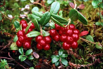 Лот: 5253455. Фото: 1. Брусничник (листья) (Rhodococcum... Другое (красота и здоровье)