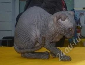 Лот: 1289779. Фото: 1. Котик Украинский левкой фолд... Кошки, котята