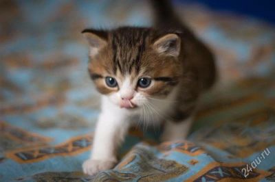Лот: 2191478. Фото: 1. шотландские клубные котята. Кошки, котята