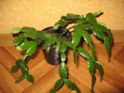 Лот: 19543742. Фото: 1. Декабрист (малиновый) молодой... Горшечные растения и комнатные цветы