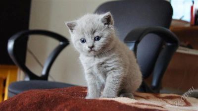 Лот: 1961568. Фото: 1. Шотландская мурлыка). Кошки, котята