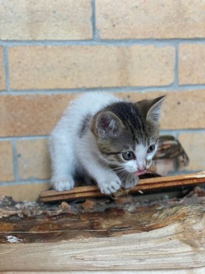 Лот: 20594498. Фото: 1. Продам котят. Кошки, котята