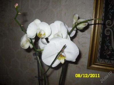 Лот: 1402298. Фото: 1. Орх.Крупные цветы 10-11 см,отцвела. Горшечные растения и комнатные цветы