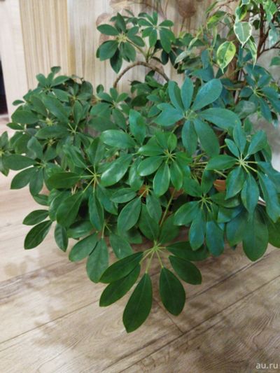 Лот: 18139638. Фото: 1. Шеффлера. Горшечные растения и комнатные цветы