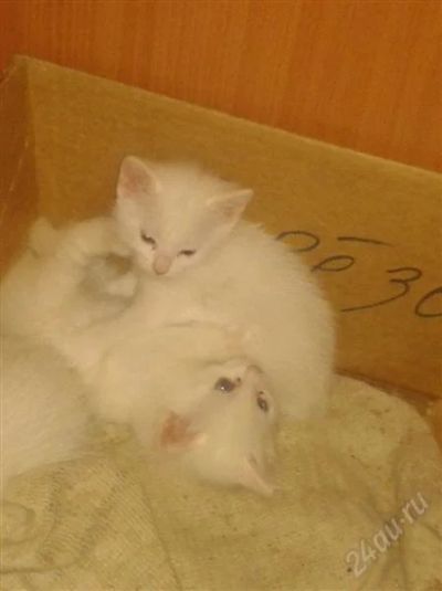 Лот: 2617946. Фото: 1. белые голубоглазые котята. Кошки, котята