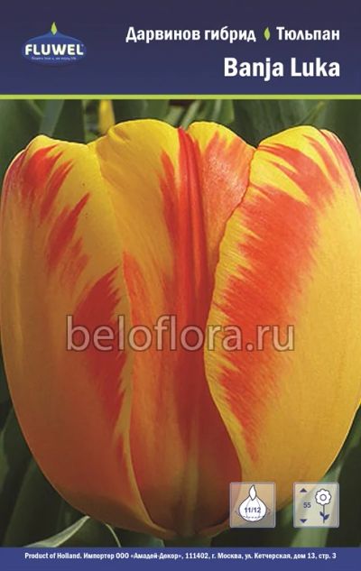 Лот: 6187831. Фото: 1. Тюльпан Banja Luka. Луковица. Другое (семена, рассада, садовые растения)