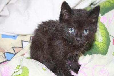 Лот: 6431711. Фото: 1. Пушистая кошечка цвета черно-бурой... Кошки, котята