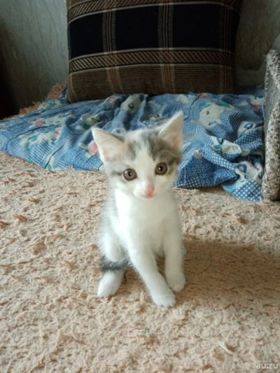 Лот: 17974986. Фото: 1. Котята. Кошки, котята