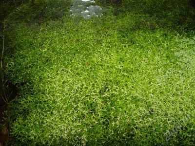 Лот: 57820. Фото: 1. водросли риччия. Другое (комнатные растения и уход)