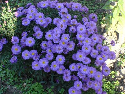 Лот: 11729853. Фото: 1. Октябринки. Многолетняя Астра. Садовые цветы