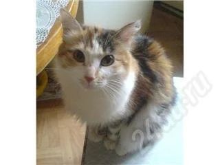 Лот: 342412. Фото: 1. Кошка - 10 месяцев. Остальные животные