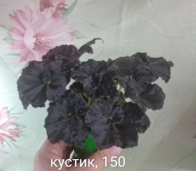 Лот: 17880402. Фото: 1. Бегония декоративнолиственная... Горшечные растения и комнатные цветы