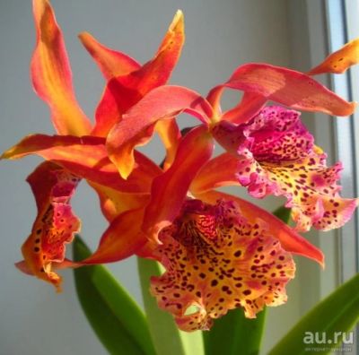 Лот: 16258440. Фото: 1. Орхидея каттлея, последняя. Горшечные растения и комнатные цветы