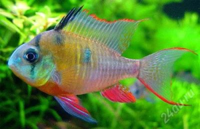 Лот: 2568526. Фото: 1. Апистограмма альтеспиноза (боливийская... Рыбки