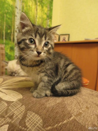 Лот: 8751548. Фото: 1. Красивые котятки ищут любящий... Кошки, котята
