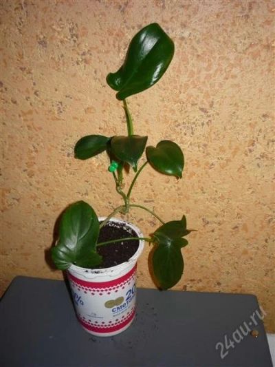 Лот: 852024. Фото: 1. Филодендрон гитаровидный (Philodendron... Горшечные растения и комнатные цветы