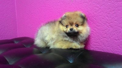Лот: 9475232. Фото: 1. Шпиц девочка Йова. Собаки, щенки