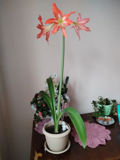 Лот: 20593188. Фото: 1. цветок домашний Лилия. Цветет... Горшечные растения и комнатные цветы