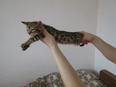 Лот: 3940676. Фото: 1. Бенгалочка 24.01.2014 дата рождения... Кошки, котята