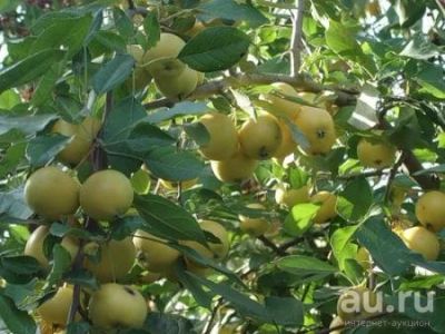 Лот: 3121143. Фото: 1. Продам земельный участок. Земельные участки