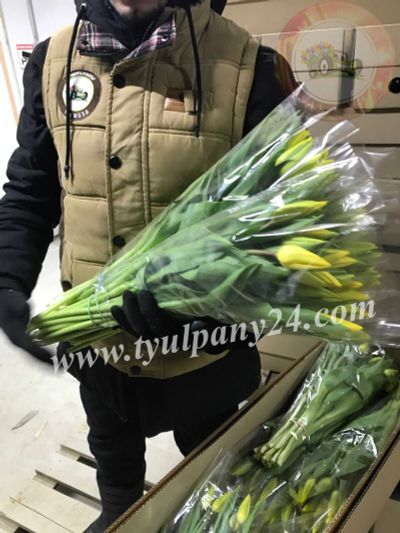 Лот: 16755319. Фото: 1. Тюльпаны Strong gold оптом Омск... Свежие цветы