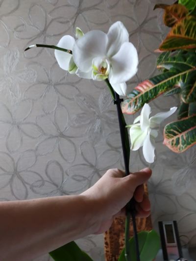 Лот: 18226250. Фото: 1. Орхидея Фаленопсис белая. Горшечные растения и комнатные цветы