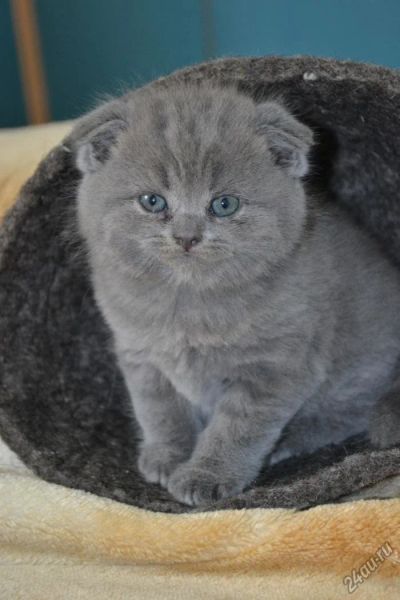 Лот: 4931782. Фото: 1. Очаровательная вислоухая кошечка. Кошки, котята