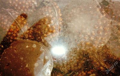 Лот: 2622943. Фото: 1. Печенье "Солнышко". Печенье, вафли, пряники