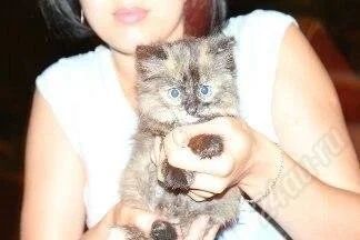 Лот: 2007736. Фото: 1. Котейка с необычным окрасом). Кошки, котята