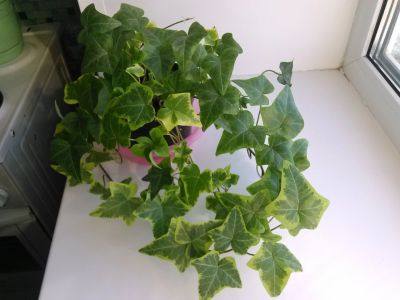 Лот: 11822680. Фото: 1. Плющ cорт Halebob. Горшечные растения и комнатные цветы