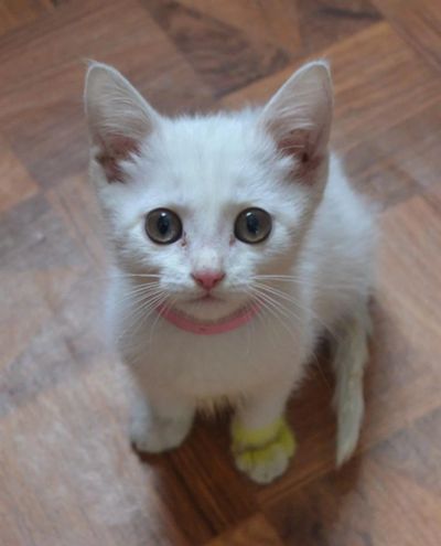 Лот: 3576425. Фото: 1. отдам котенка (девочка). Кошки, котята