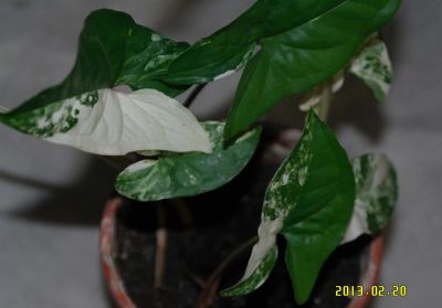 Лот: 2579156. Фото: 1. сингониум white imperial. Горшечные растения и комнатные цветы