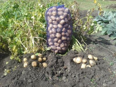 Лот: 6498614. Фото: 1. Домашняя,отборная,мытая картошка... Картофель