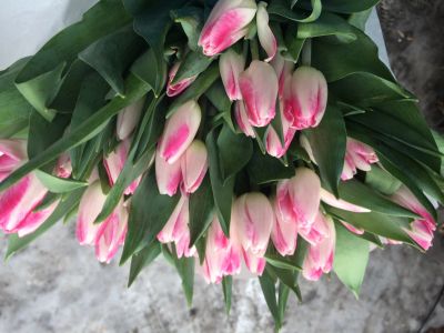 Лот: 13316812. Фото: 1. Тюльпан. Горшечные растения и комнатные цветы