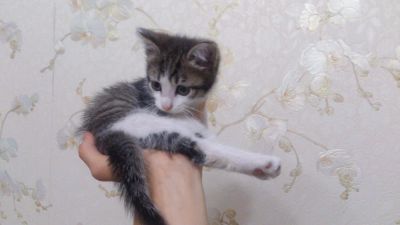 Лот: 8037487. Фото: 1. Котенок. Кошки, котята