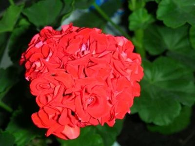 Лот: 3289449. Фото: 1. Пеларгония Rosebud. Горшечные растения и комнатные цветы