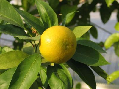 Лот: 6936512. Фото: 1. Ищу Лимон, мандарин (плодоносный... Горшечные растения и комнатные цветы