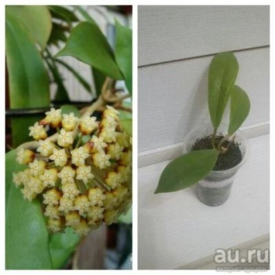 Лот: 10274636. Фото: 1. Хойя Инкрасата (Hoya incrassata... Горшечные растения и комнатные цветы